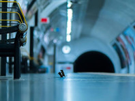 Бой мышей в метро Лондона получил главный приз публики на конкурсе "Лучшее фото живой природы - LUMIX" (ФОТО) - «В мире»