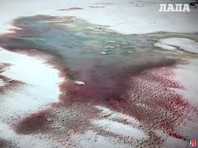 Кроваво-красный Каспий напугал жителей Актау (ФОТО, ВИДЕО) - «В мире»