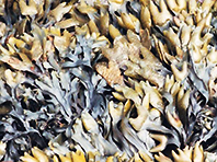 Лекарство против онкологических заболеваний нашли на морском дне - «Медицина»