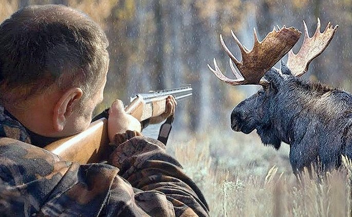 Госдума разрешила расстреливать животных в вольерах - «Новости дня»