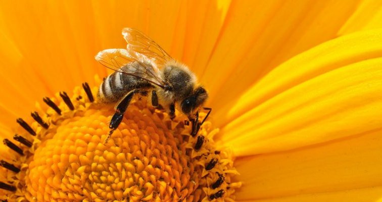Литве и Румынии запретили использовать неоникотиноиды из-за пчел - «Новости дня»