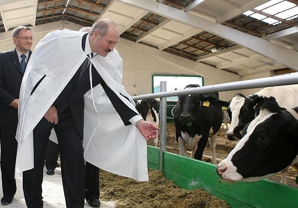 Лукашенко назвал полным идиотизмом рост цен на молоко в Белоруссии - «Новости дня»