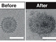 Найден максимально безопасный и эффективный противовирусный агент - «Медицина»