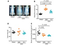Противораковый агент оказался неплохим средством против ожирения и диабета - «Медицина»
