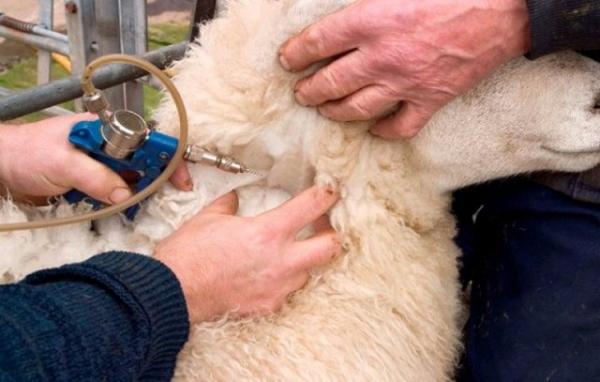 Система медицины и ветеринарии в РА находится под контролем США - «Политика»