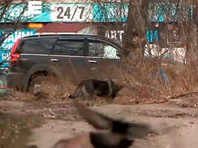 В Красноярске ввели режим ЧС в отдельных районах из-за нападений бродячих собак - «Россия»