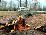 В Москве и Санкт-Петербурге зафиксированы температурные рекорды - «Россия»