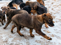 В Москве начался масштабный отлов животных из-за коронавируса - «Россия»