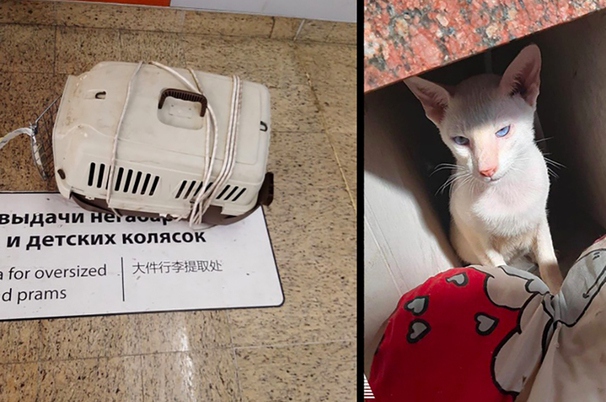 Бездействие в деле о гибели котов в аэропорту - «Новости дня»