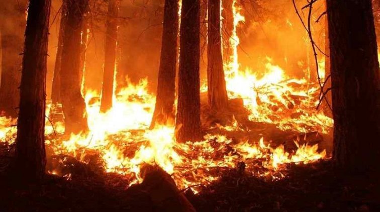 Более 700 тысяч квадратных метров сухостоя горит на юге России - «Происшествия»