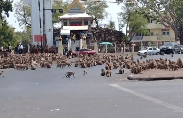 Полчища голодных обезьян устроили драку в опустевшем из-за коронавируса районе Таиланда - «Новости дня»