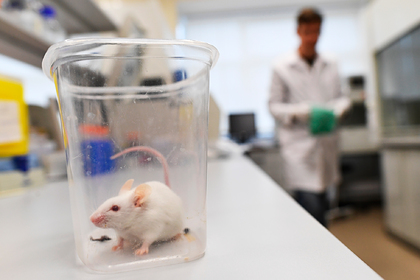 Россия заняла второе место в мире по заражению хантавирусом - «Новости дня»