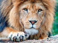 СМИ предупреждают: в Сети гуляет фейк о 500 львах, "выпущенных на улицы городов РФ" якобы для соблюдения гражданами карантина (ФОТО) - «В мире»