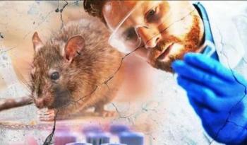 Теперь еще и хантавирус? - «Общество»