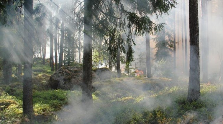 Более 1700 человек привлекли для тушения пожаров в Чернобыле - «Происшествия»