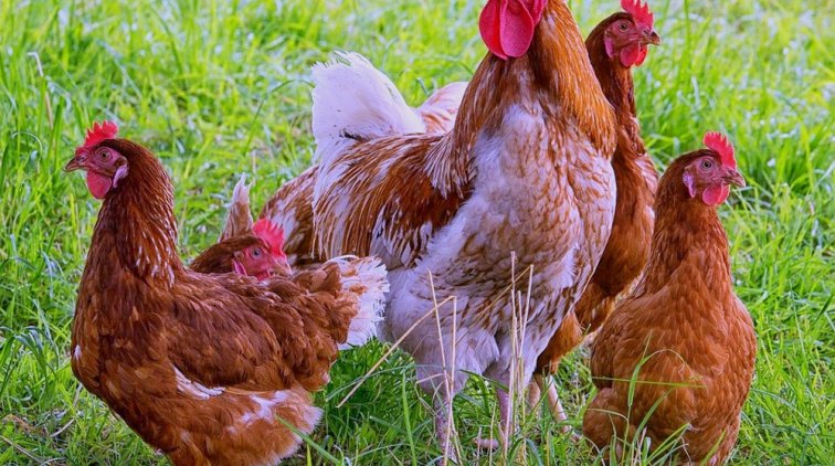 Найден уникальный способ не пускать горожан в парки - «Новости дня»