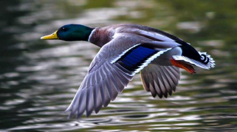 Птица сбила ракету американцев - «Армия»