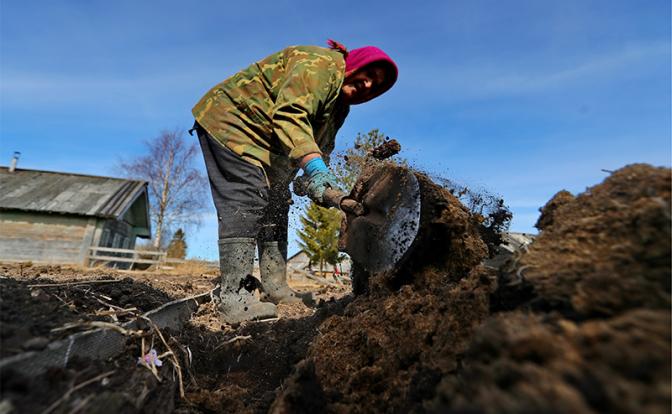 Отпустят ли Россию в мае «на картошку»? - «Последние новости»