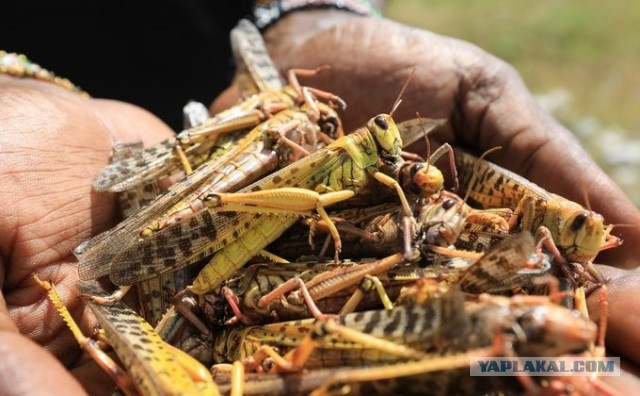 Россия выделит $10 млн на помощь Африке - «Новости дня»