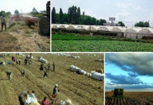 «Великие аграрии» кабинета Пашиняна ведут отрасль в тупик - «Экономика»