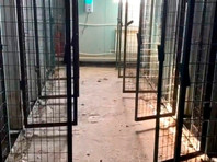 200 животных в якутском приюте были убиты удушающим препаратом - «Россия»