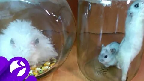 Гонконгские учёные проверили, насколько маска защищает от коронавируса - «Новости дня»