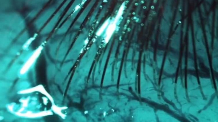 Когда же нас уже чипируют - «Новости дня»