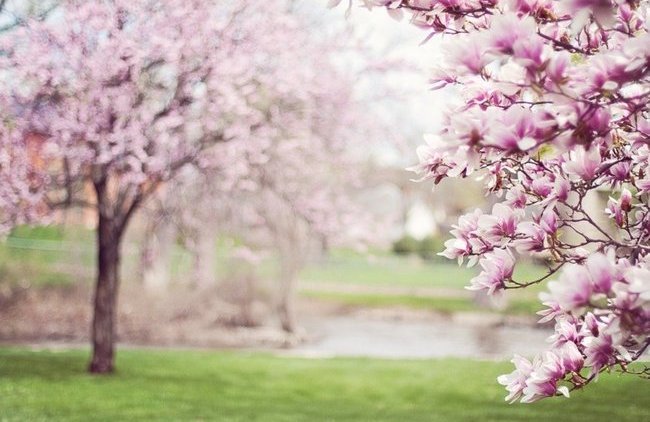 В Удмуртии открывают парки и скверы - «Власть и Общество»
