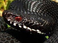 Всемирный банк опасается, что обнищают 60 млн человек - «Новости дня»