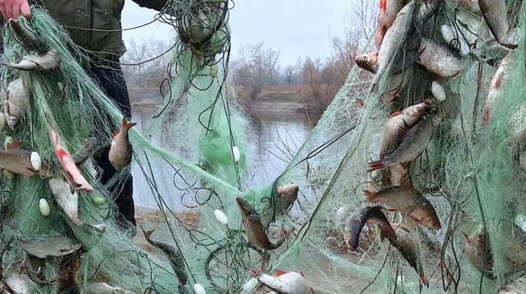 Эксперт спрогнозировал рост розничных цен на рыбу на 15% из-за коронавируса - «Новости дня»