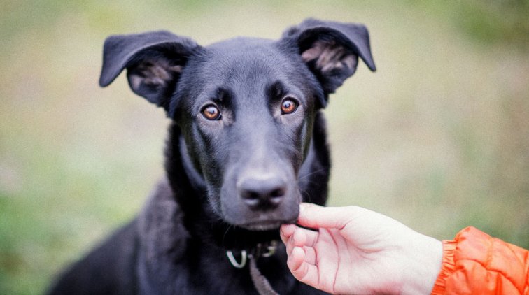 Как изменения в Основной закон «позволят нам чувствовать себя цивилизованными» - «Новости дня»