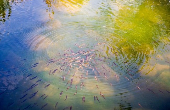 В Белгородском районе в пруду всплыла мёртвая рыба - «Власть и Общество»