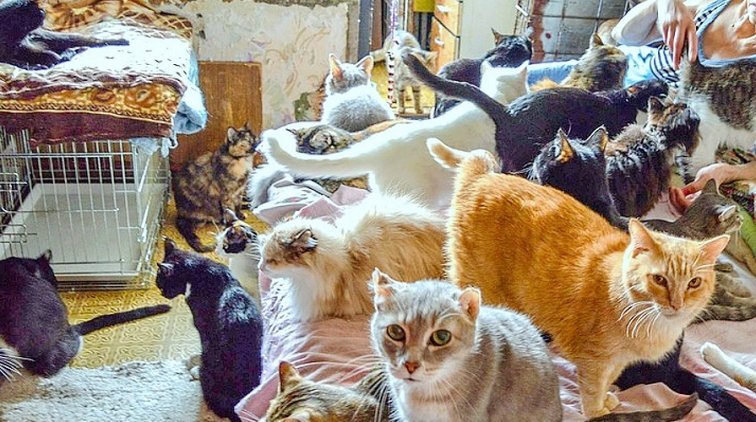 В Нижегородской области женщину держали взаперти с кошками почти 30 лет - «Новости дня»