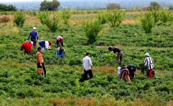 Угроза глобальной продовольственной катастрофы - «Экономика»