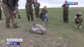 Вести в 20:00 Эфир от 29.06.2020. Люди пришли на помощь журавлю - «Телеканал «Россия»