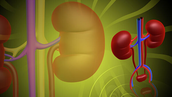 Врач рассказал, как избежать болезней почек - «Медицина»