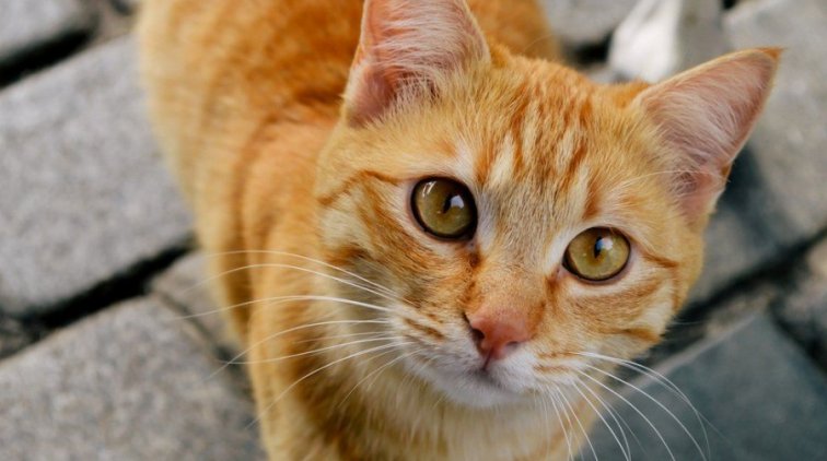 Умерла после того, как ее лизнула кошка - «Новости дня»