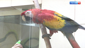 Вести Эфир от 04.08.2020 (14:00) - «Телеканал «Россия»