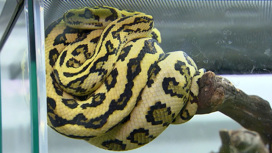 Вести-Москва Две недели держал в страхе весь дом: в Подмосковье поймали сбежавшего удава - «Телеканал «Россия»