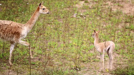 Вести-Москва Московский зоопарк показал новорожденного детеныша краснокнижной викуньи - «Телеканал «Россия»