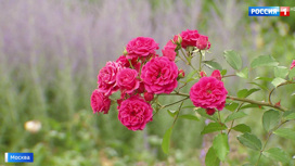 Вести-Москва Новые цветы и собственная пасека: в парке "Сокольники" обновили розарий - «Телеканал «Россия»