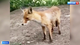 Вести-Москва В Москве лиса вышла к гуляющим по парку людям - «Телеканал «Россия»