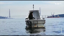 Вести Появилось видео, как сивуч забрался на катер - «Телеканал «Россия»