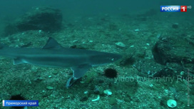 Вести "Пугает непредсказуемостью": в Приморье замечена одна из самых кровожадных акул - «Телеканал «Россия»