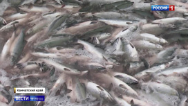 Вести в 20:00 Лов охотского лосося: аномально теплое лето на Камчатке сделает путину сложной - «Телеканал «Россия»