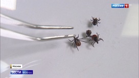 Вести в 20:00 Плодовитый и живучий: в российских регионах появился гибридный клещ - «Телеканал «Россия»