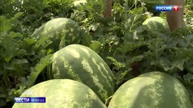 Вести в 20:00 В Москве открылись 240 развалов, где можно купить арбузы и дыни - «Телеканал «Россия»