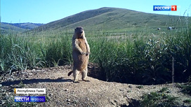 Вести в 20:00 Вспышка бубонной чумы на границе с Монголией: кто стал разносчиком инфекции - «Телеканал «Россия»