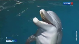 Вести В океанариуме Екатеринбурга родились дельфиненок и лемуры - «Телеканал «Россия»