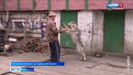 Вести Житель Чувашии живет с волками - «Телеканал «Россия»